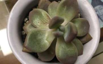 多肉今天发现上面的叶片有凹陷 图片