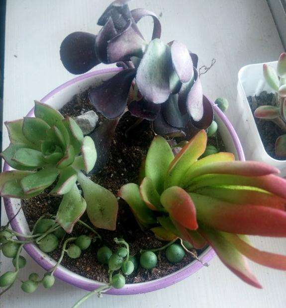 上盆的多肉胡乱拼的 有冲突吗