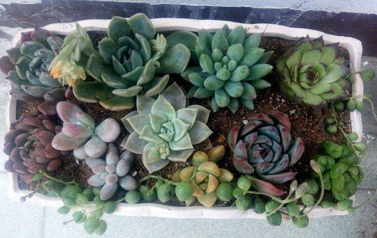 上盆的多肉胡乱拼的 有冲突吗