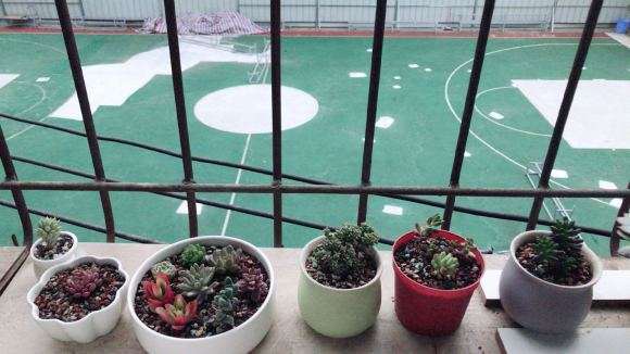 给阳台多肉浇水了 它们会死吗 图片