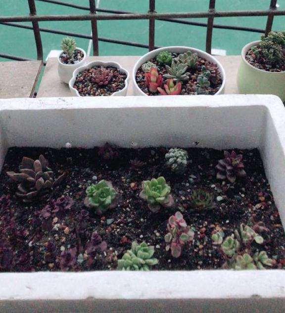 给阳台多肉浇水了 它们会死吗 图片