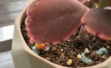 多肉叶子上也能再长叶子 太可爱了吧