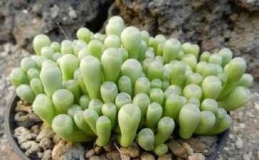 为什么五十铃玉多肉一直皱巴巴的