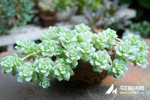 景天科多肉有什么品种