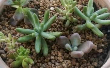 求冬天好养的多肉有哪些 图片