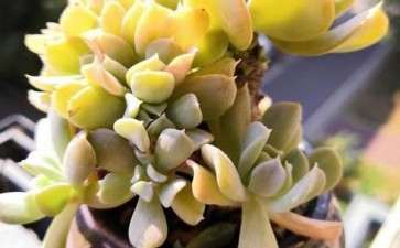 南方降温 多肉是不是应该放到里面啊