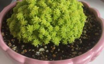 多肉植物冬季怎么养护 图片