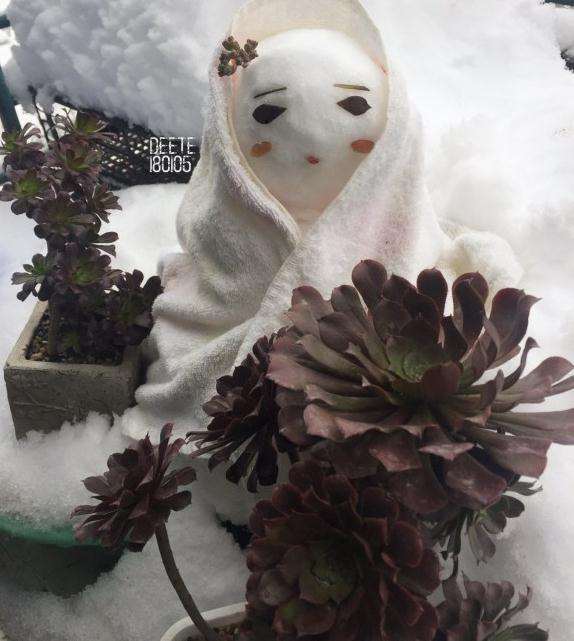 冬季多肉怎么乱养的经验 图片