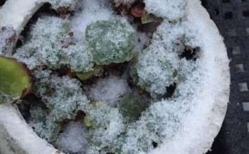 冬季多肉怎么乱养的经验 图片