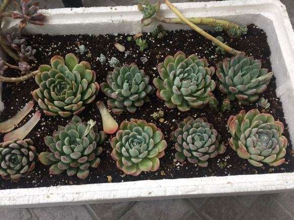 冬季多肉怎么乱养的经验 图片