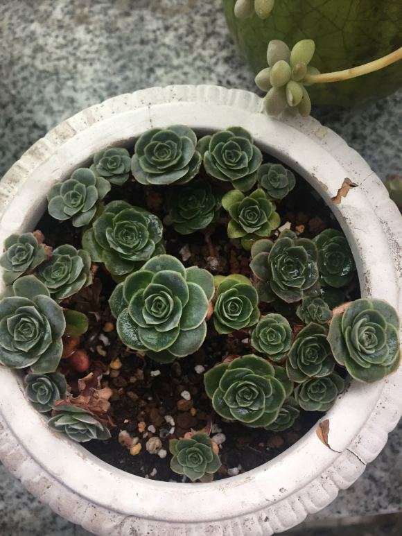 冬季多肉怎么乱养的经验 图片