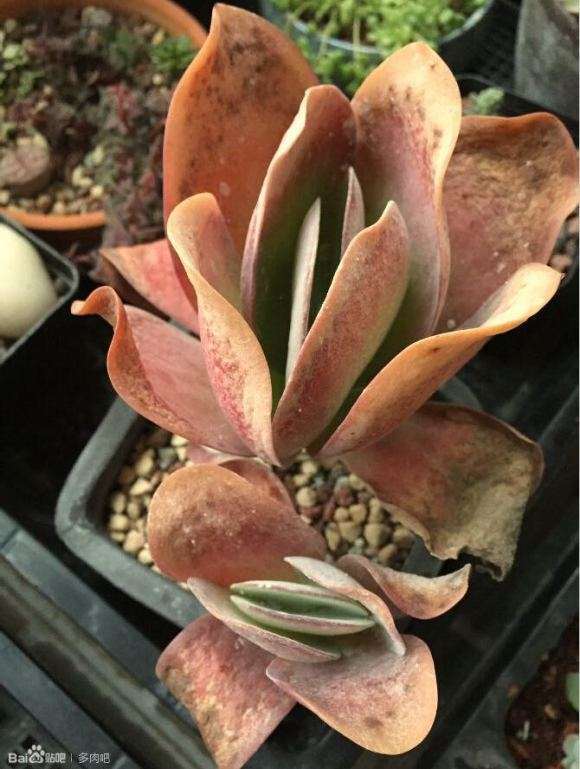 冬季多肉怎么乱养的经验 图片