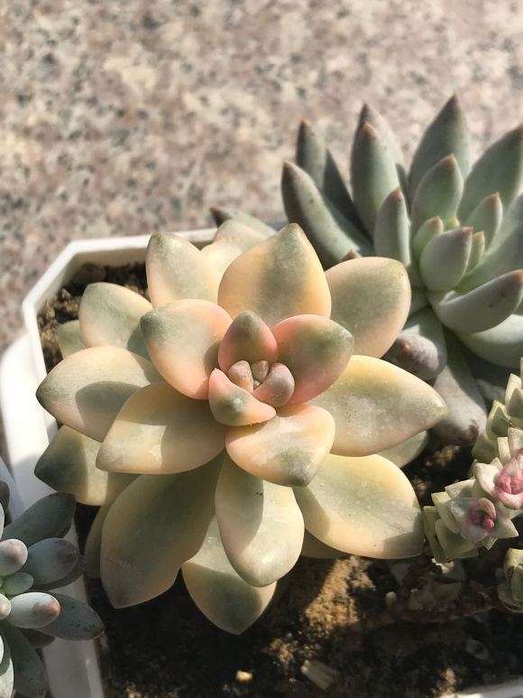 多肉需要搬到室内吗