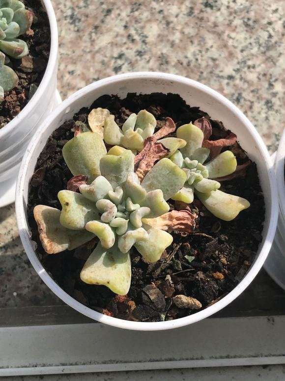 多肉需要搬到室内吗