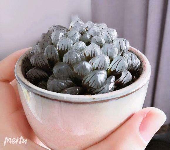 冬季室内养怎么玉露多肉的方法