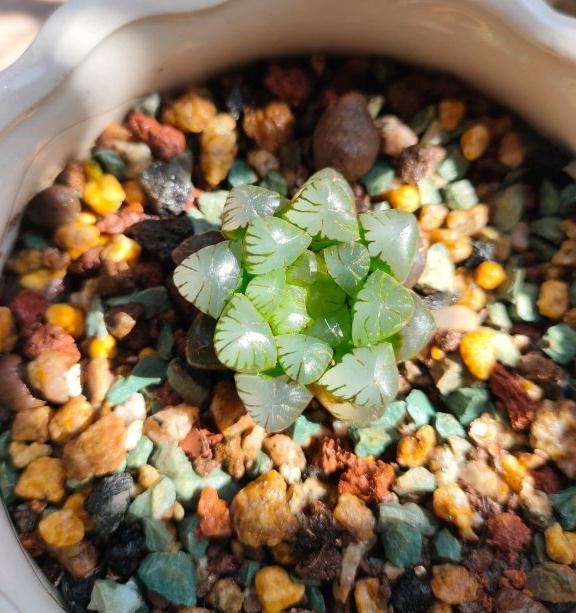 冬季室内养怎么玉露多肉的方法