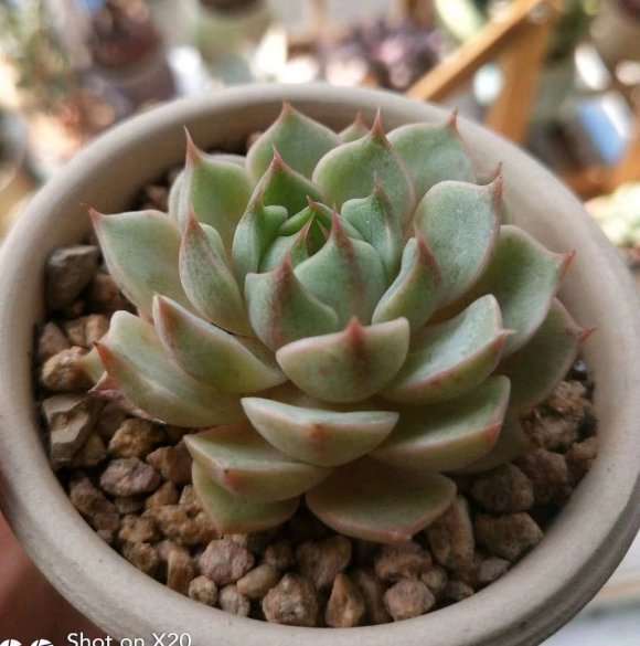 冬季来一波多肉 怎么样 图片