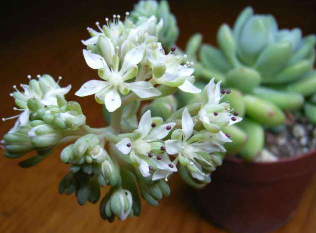 冬季多肉需要浇水吗