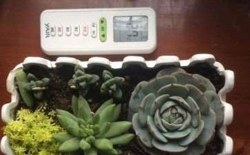 多肉冬季白天可以放空调房吗 图片