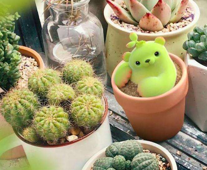 熊童子多肉在冬季用土要注意什么