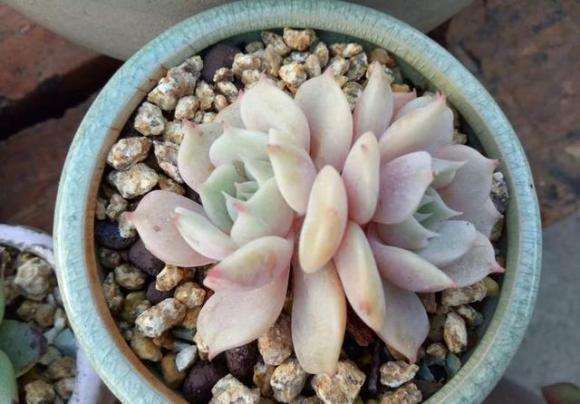 冬季多肉浸盆的时间怎么把握 图片