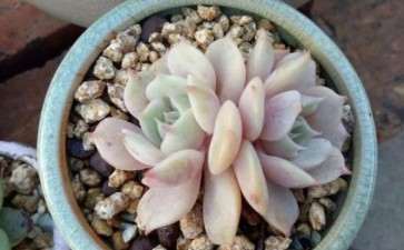 冬季多肉浸盆的时间怎么把握 图片