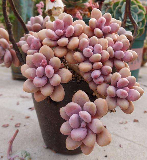 桃蛋多肉在冬天能露养吗