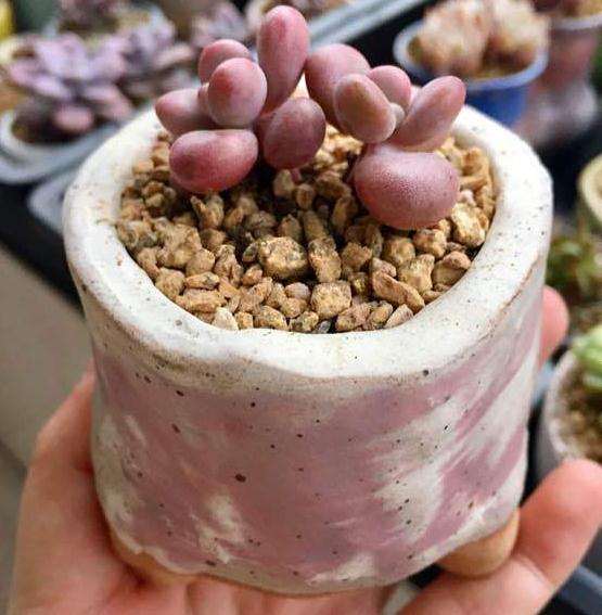 福州多肉冬季有多美