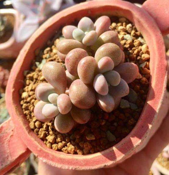 福州多肉冬季有多美