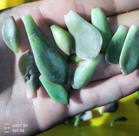 冬季多肉叶插 不是发根 就徒是长