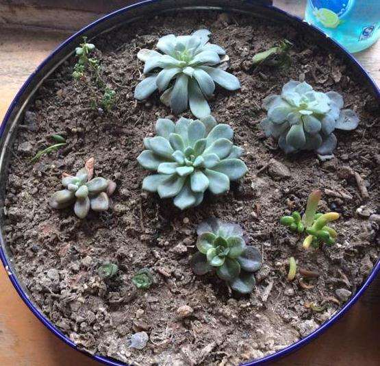 冬天有暖气怎么养多肉植物