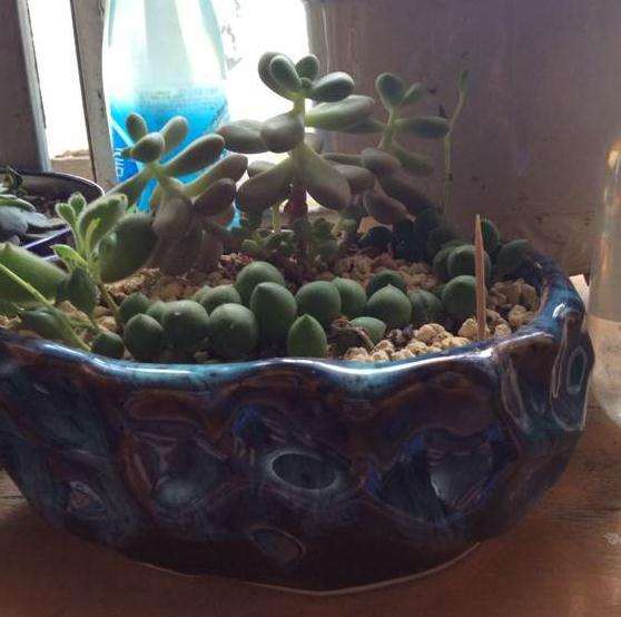 冬天有暖气怎么养多肉植物