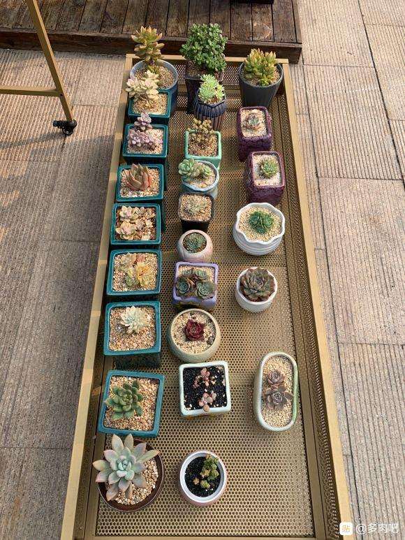 没冬天的城市怎么养护多肉植物