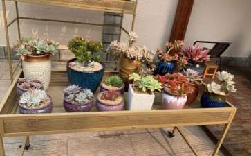 没冬天的城市怎么养护多肉植物 图片