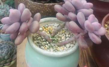 冬季尽量选择日照时间最长的地方摆放多肉