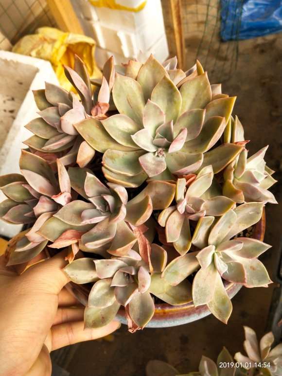 冬季多肉第一贴