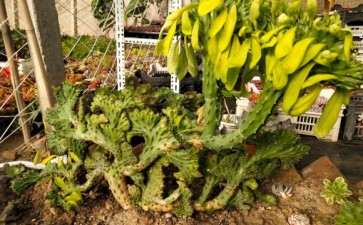 2020年 冬季多肉第一贴 图片