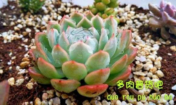 冬季怎么利用暖气养护多肉的方法