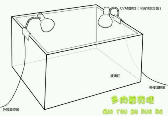 冬季多肉怎么用UVA加热灯保暖的方法