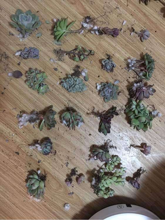 北方冬天多肉露养是不是太冷了