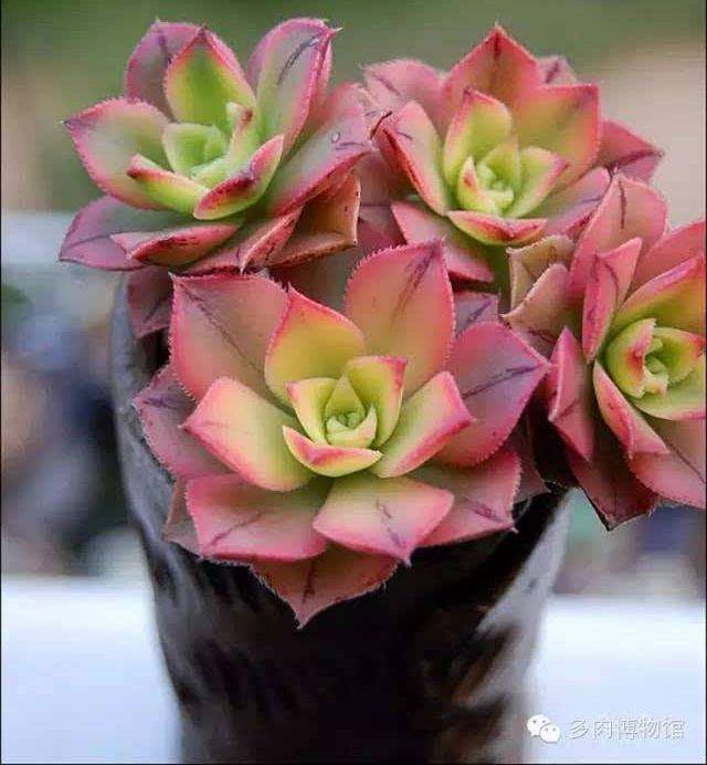 吉林的小伙伴都什么时候