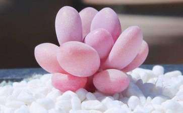 吉林的小伙伴都什么时候 多肉进屋