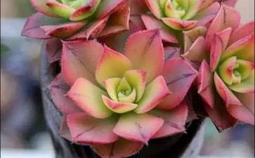 为什么冬季零下5度都没事 全死在度夏