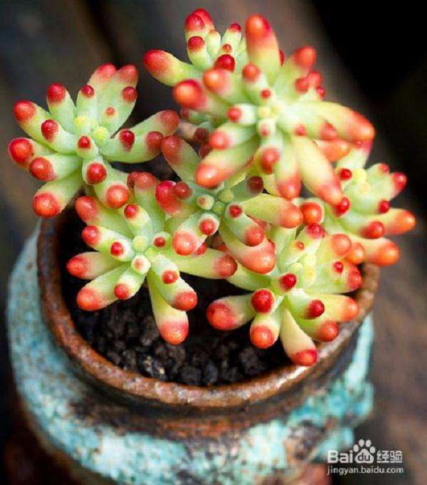 冬季要拿薄膜盖一下多肉植物吗