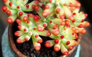 冬季要拿薄膜盖一下多肉植物吗