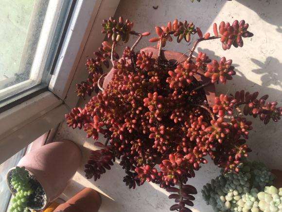 冬季零下6度虹之玉多肉没有冻伤