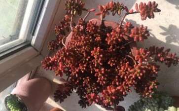 冬季零下6度虹之玉多肉没有冻伤