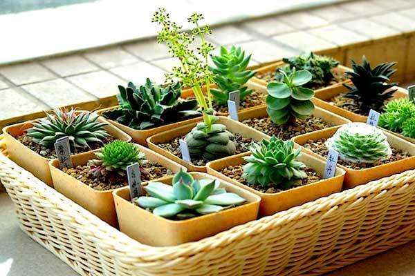 济宁冬天零下七八度 阳台多肉会死吗