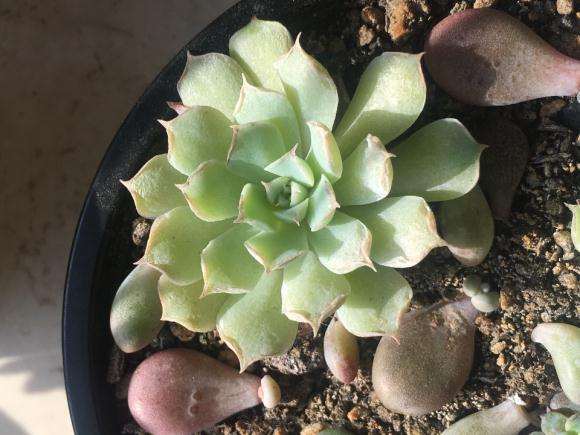 济宁冬天零下七八度 阳台多肉会死吗