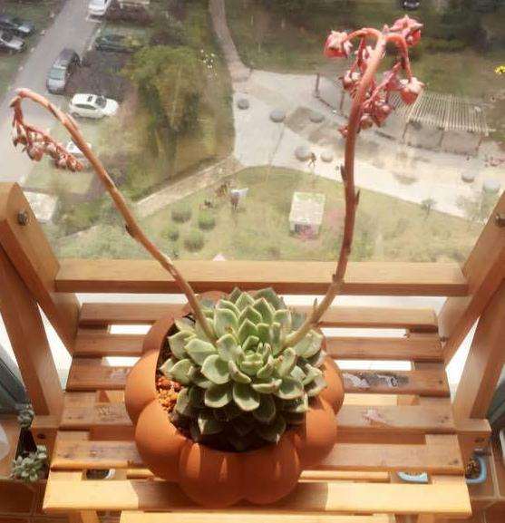 江苏冬天多肉可以露养吗